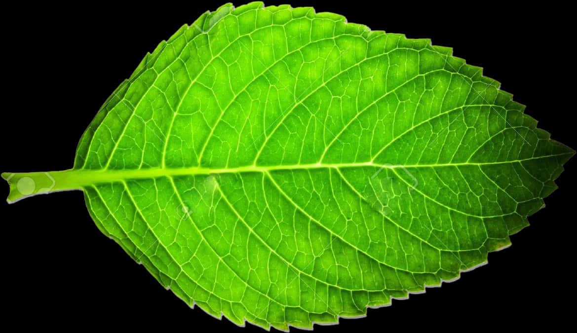 Vibrant Green Leafon Black Background.jpg PNG Image