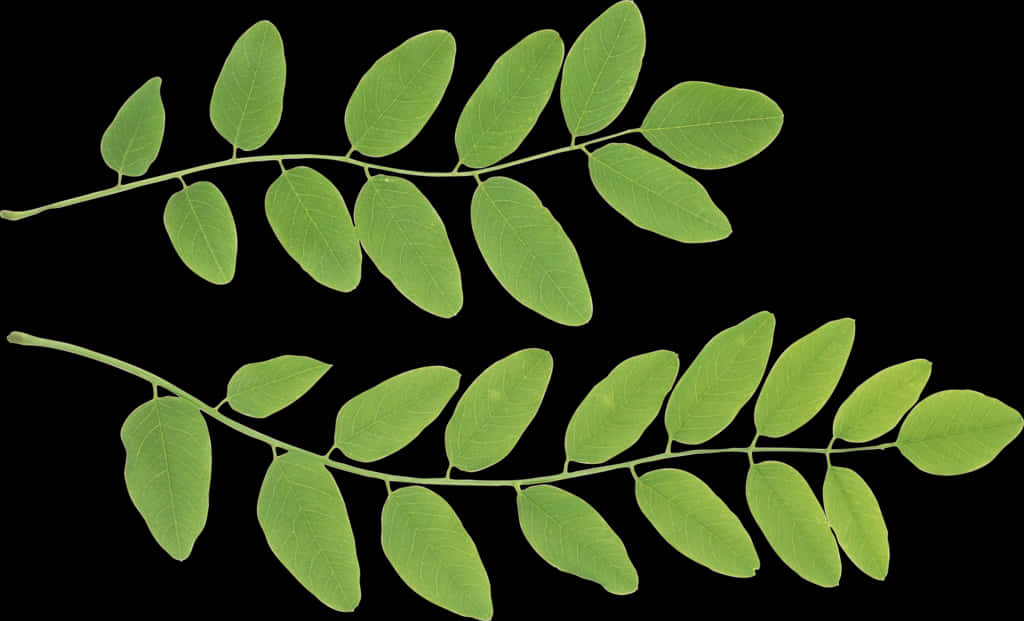 Vibrant Green Leaves Against Black Background.jpg PNG Image