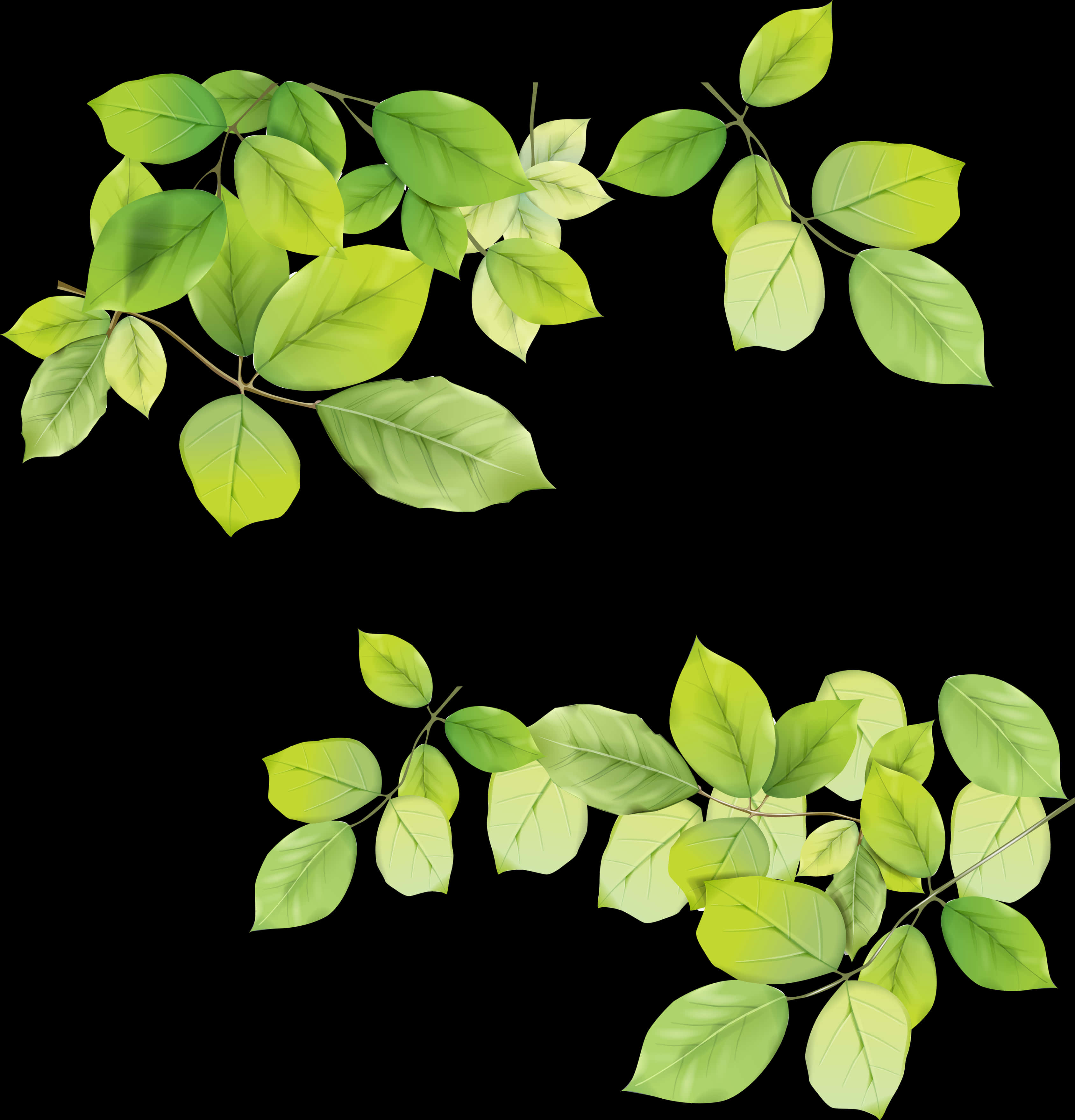 Vibrant Green Leaves Black Background PNG Image