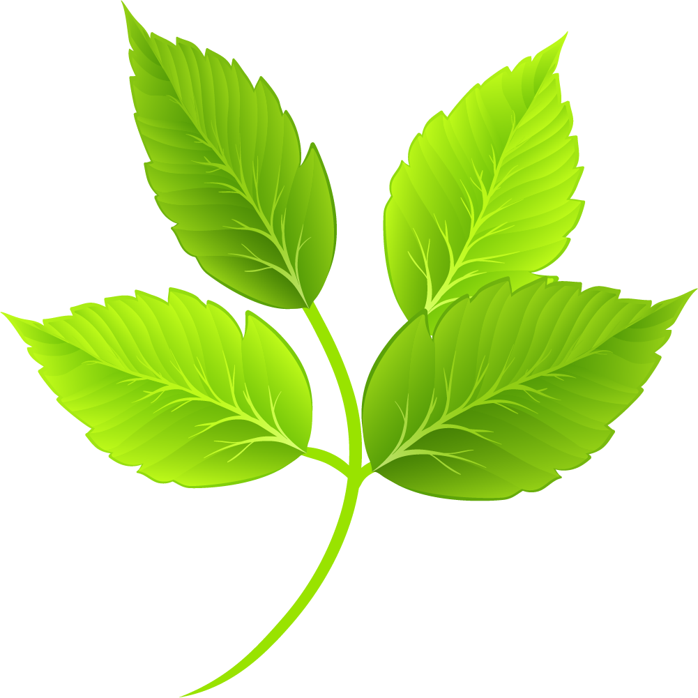 Vibrant Green Leaves Illustration PNG Image