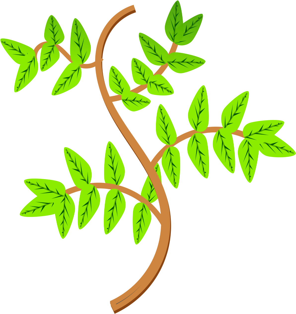 Vibrant Green Leaveson Branches PNG Image