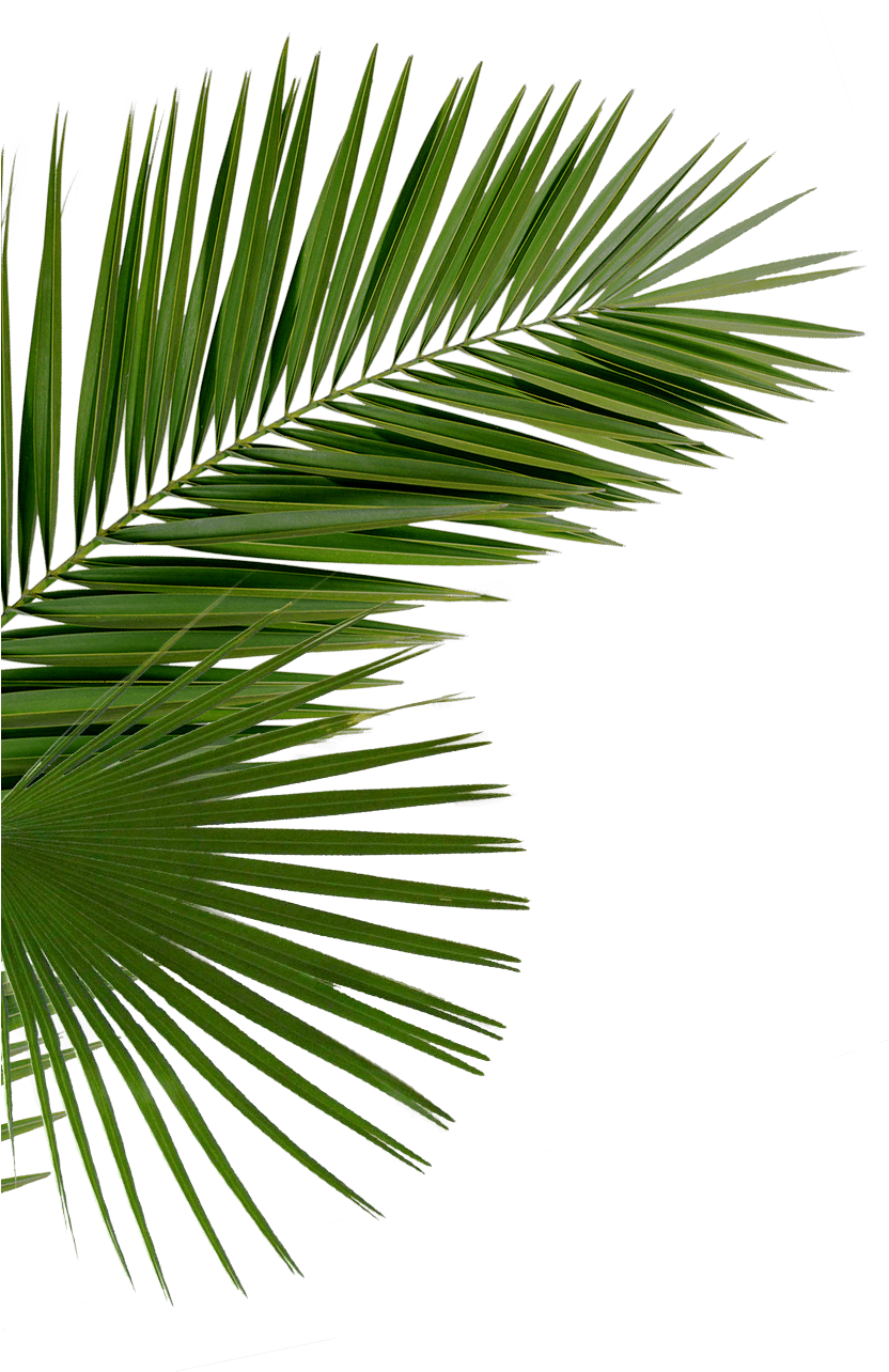 Vibrant Green Palm Frond PNG Image