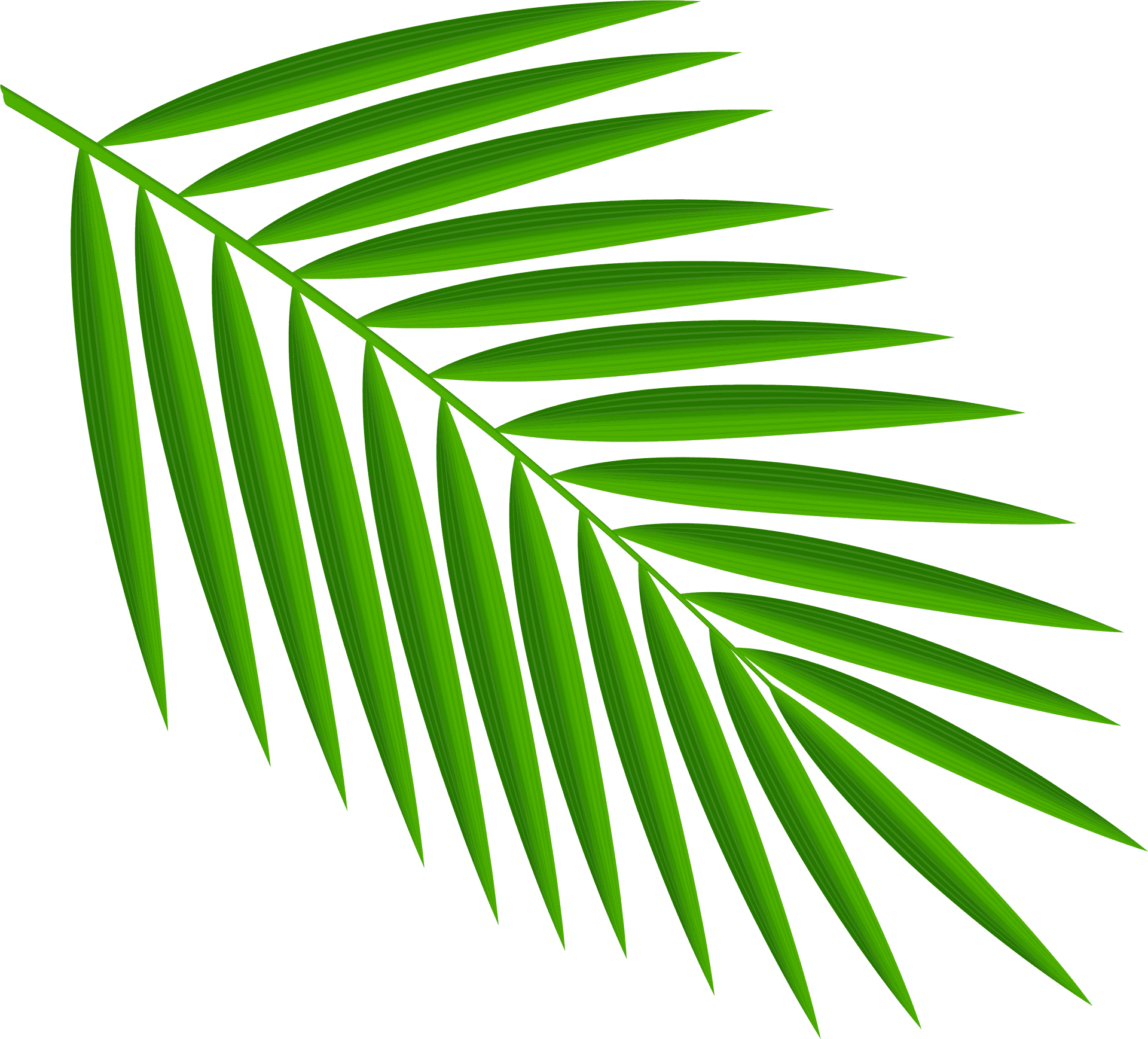 Vibrant Green Palm Leaf PNG Image