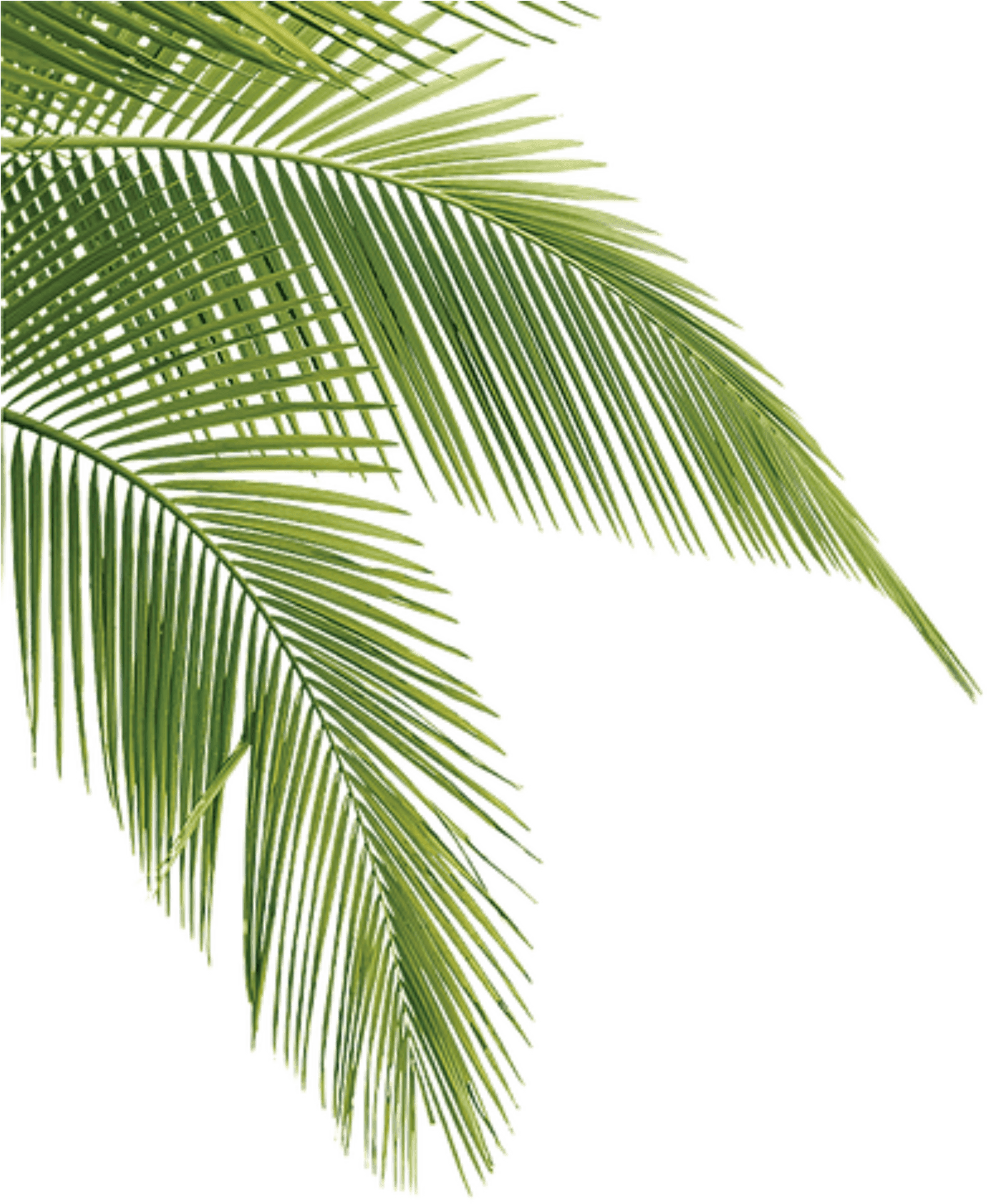 Vibrant Green Palm Leaves PNG Image