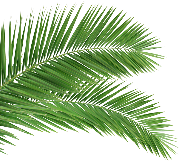 Vibrant Green Palm Leaves PNG Image