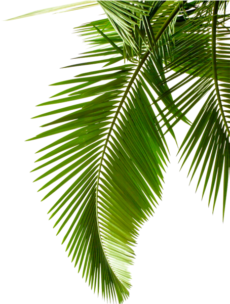 Vibrant Green Palm Leaves PNG Image