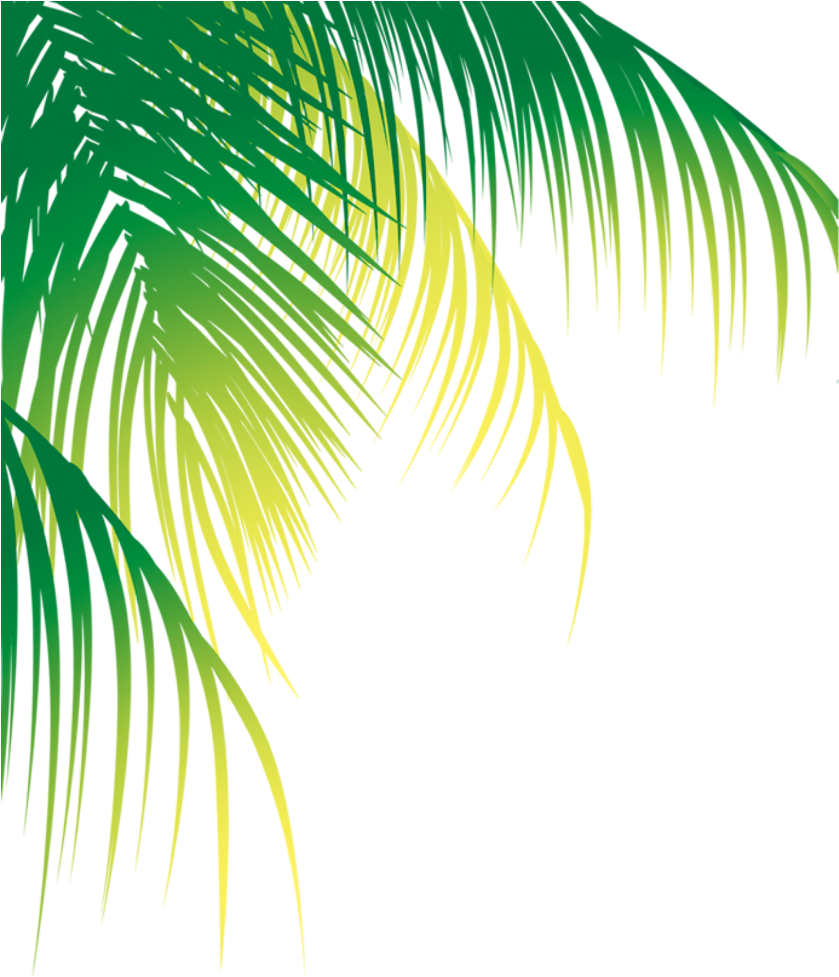 Vibrant Green Palm Leaves PNG Image