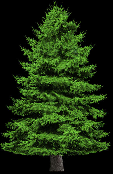 Vibrant Green Pine Tree Isolatedon Black PNG Image