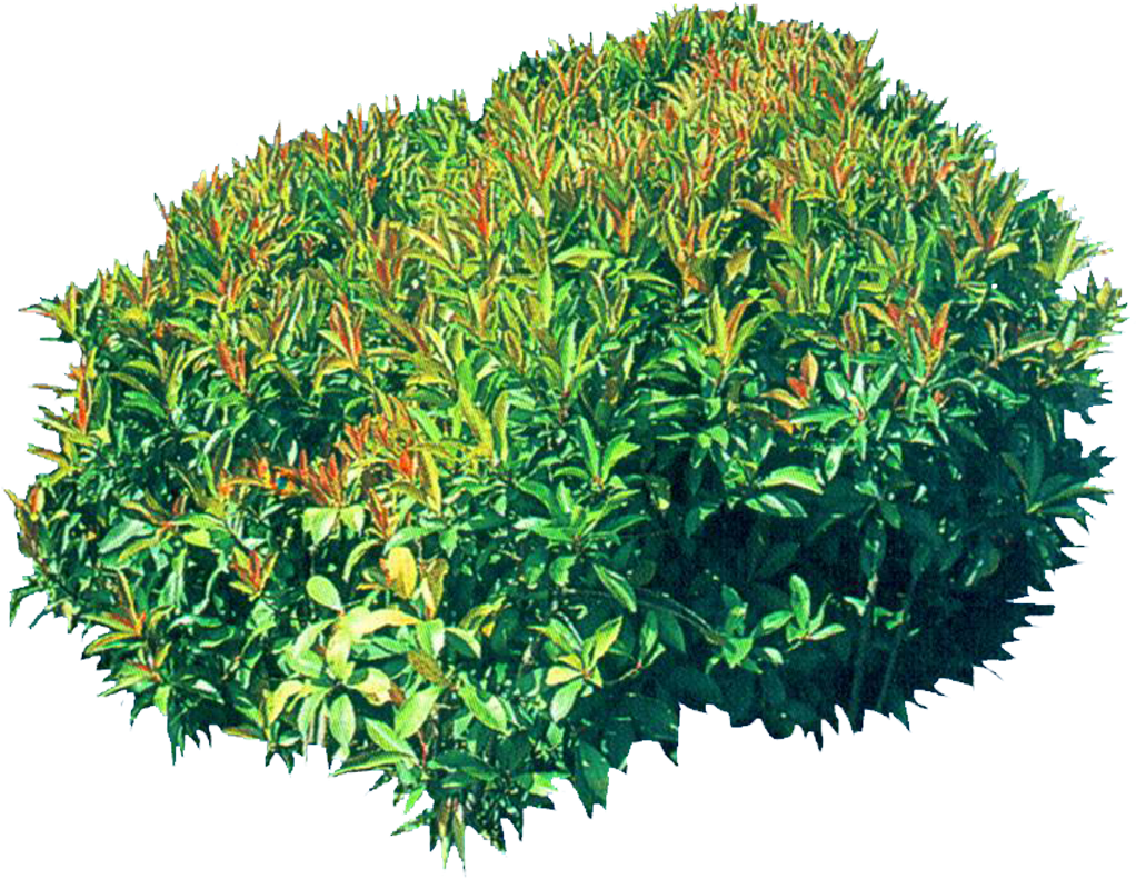 Vibrant Green Shrub.png PNG Image