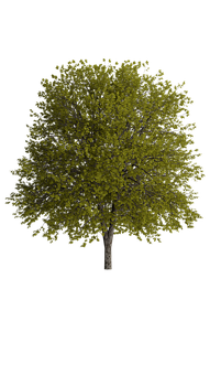 Vibrant Green Tree Black Background PNG Image