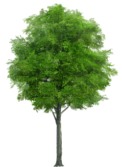 Vibrant Green Tree Isolatedon Black PNG Image