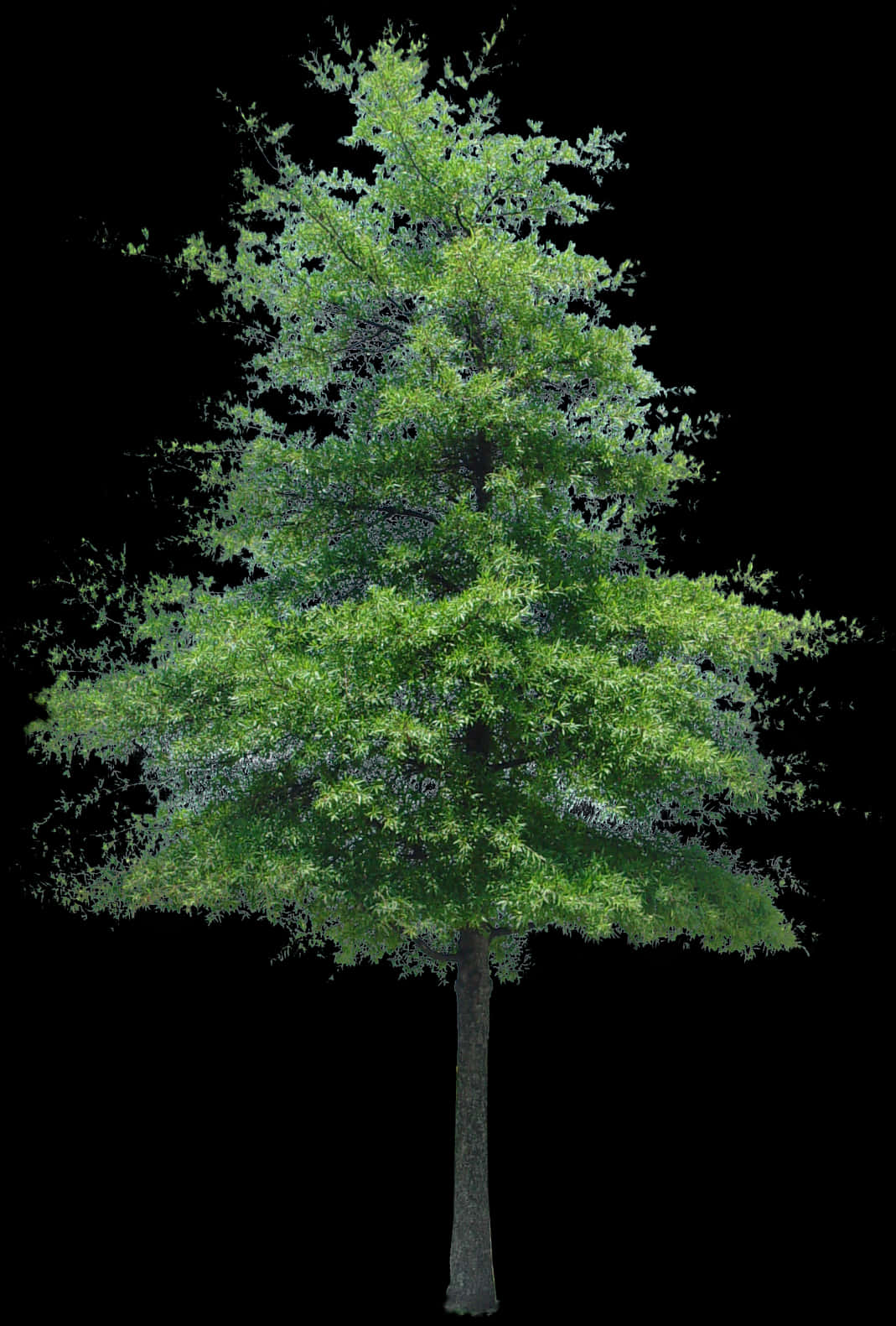 Vibrant Green Tree Isolatedon Black PNG Image