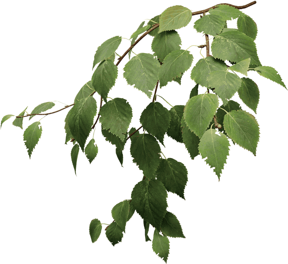 Vibrant Green Tree Leaves Branch PNG Image