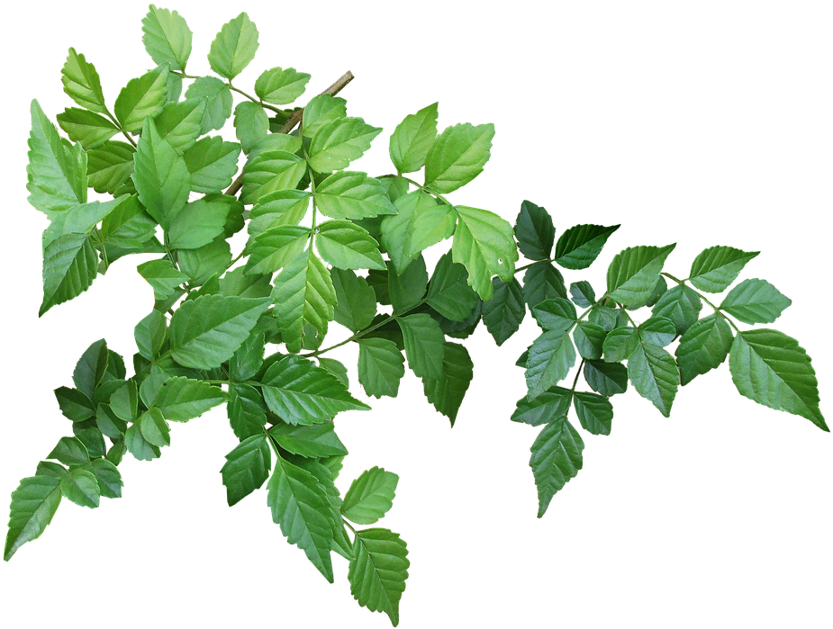 Vibrant Green Tree Leaves Transparent Background PNG Image