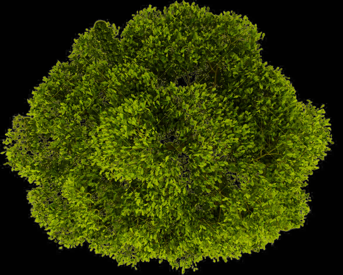 Vibrant Green Tree Top View PNG Image