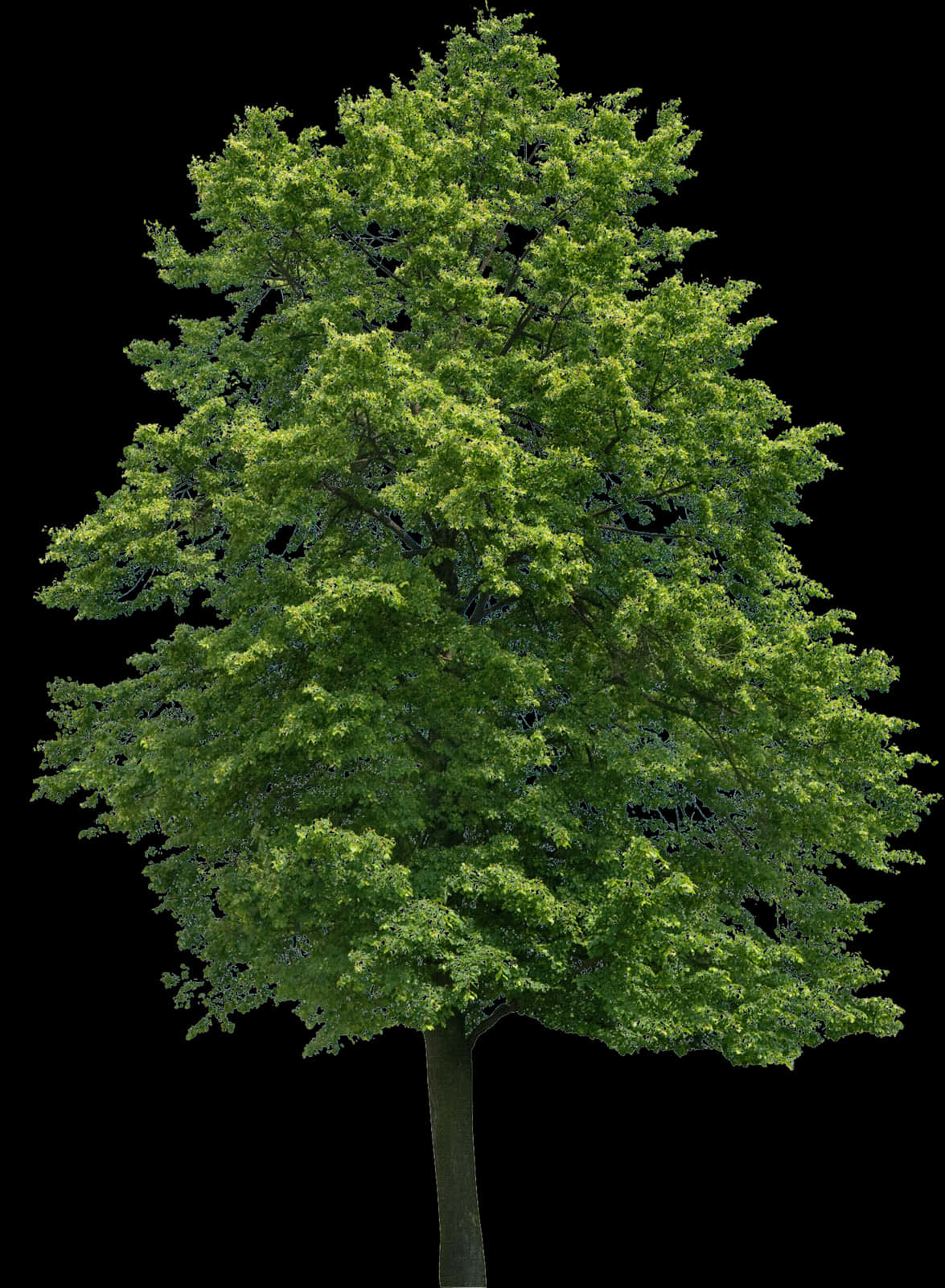 Vibrant Green Treeon Black Background.jpg PNG Image