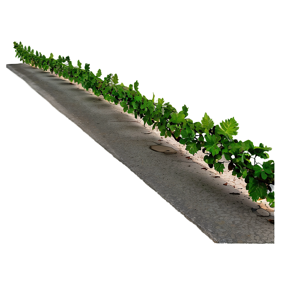 Vibrant Green Vine Along Pathway PNG Image