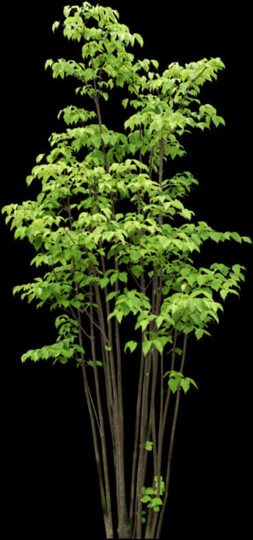 Vibrant Green Young Tree Black Background.jpg PNG Image