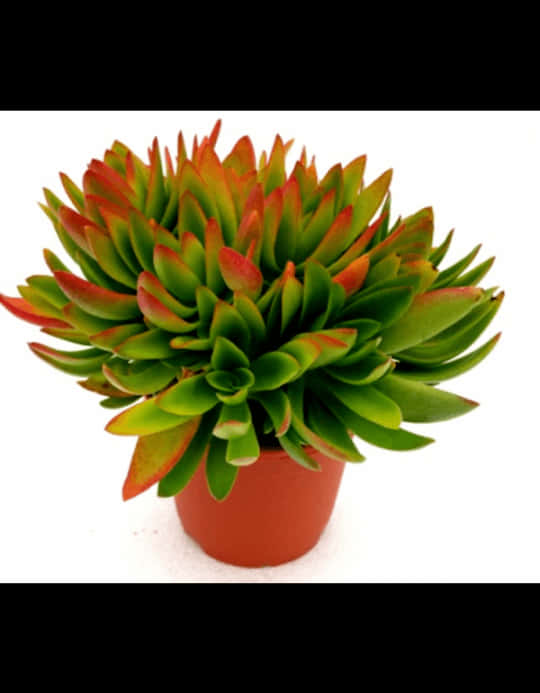 Vibrant Greenand Red Succulentin Pot.jpg PNG Image