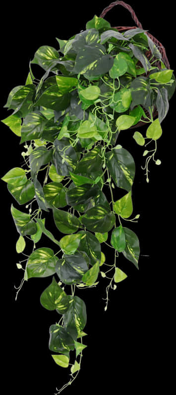 Vibrant Hanging Green Plant.jpg PNG Image