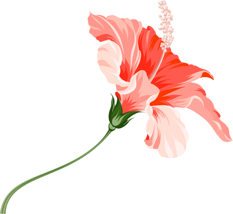 Vibrant Hibiscus Flower Illustration PNG Image