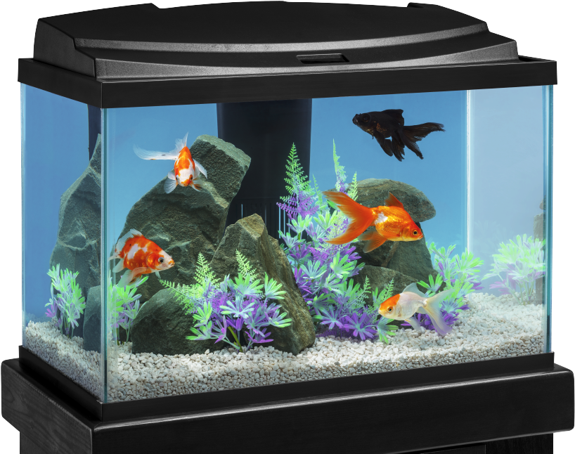 Vibrant Home Aquarium Setup PNG Image