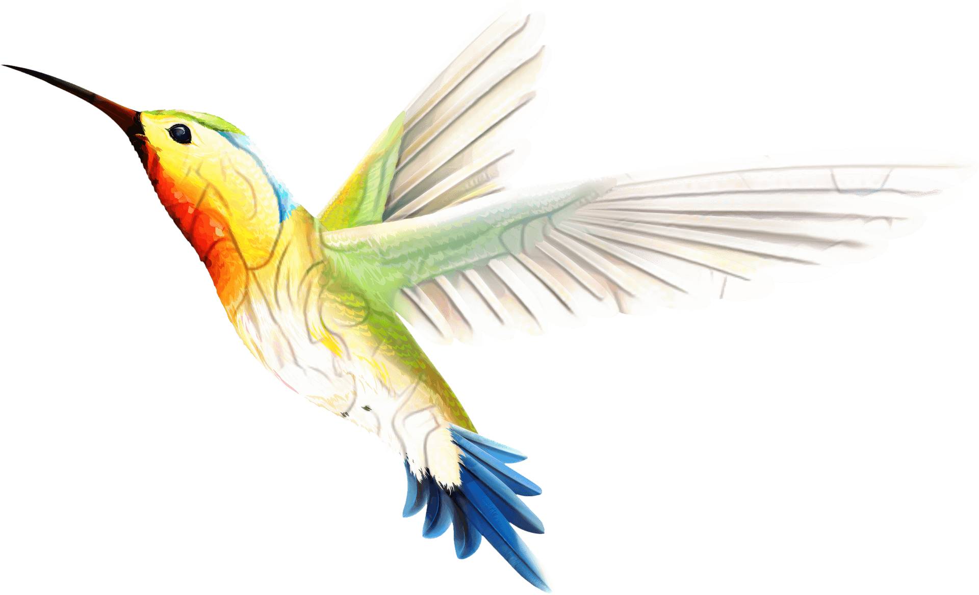 Vibrant Hummingbird In Flight PNG Image