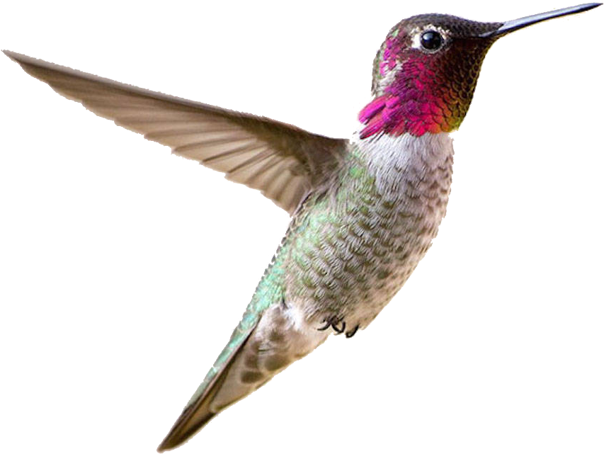 Vibrant Hummingbird In Flight.png PNG Image