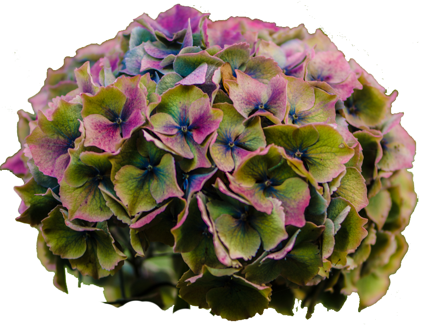 Vibrant Hydrangea Bloom PNG Image