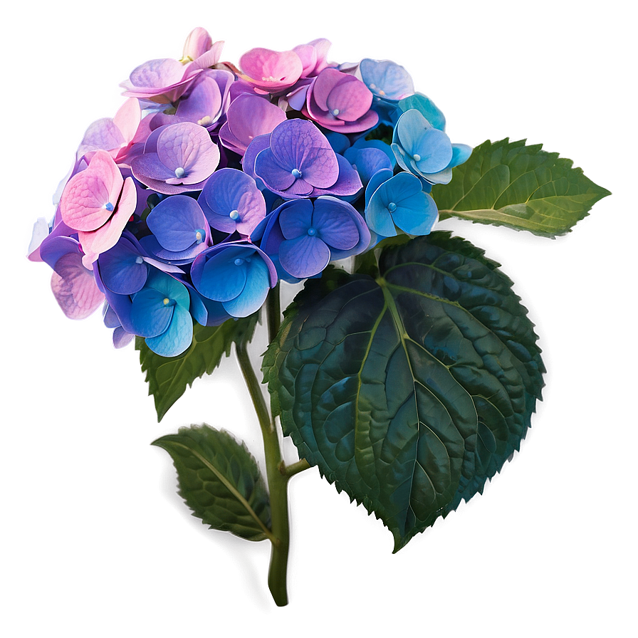 Vibrant Hydrangea Png 05242024 PNG Image