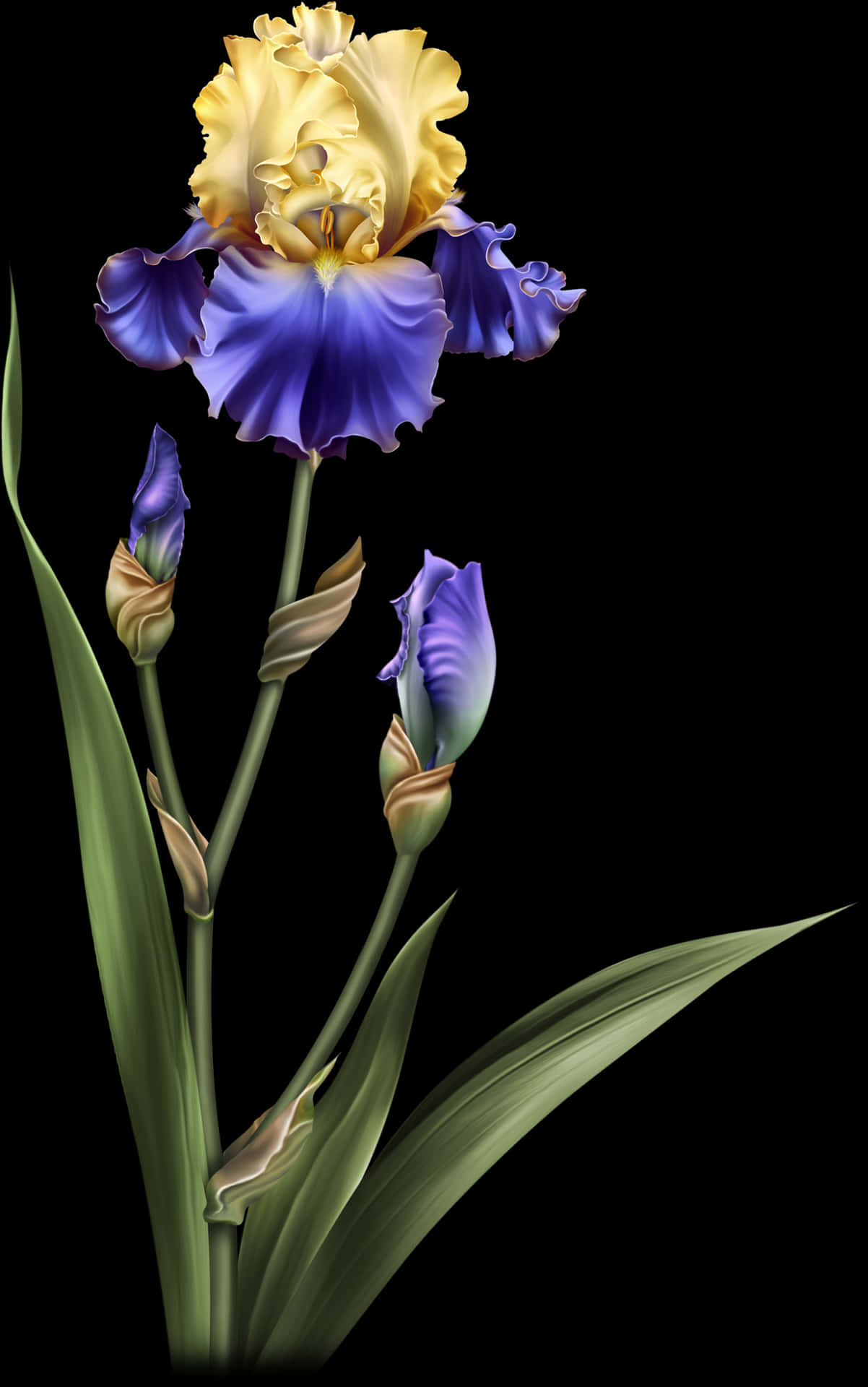 Vibrant_ Iris_ Flower_ Artwork.jpg PNG Image