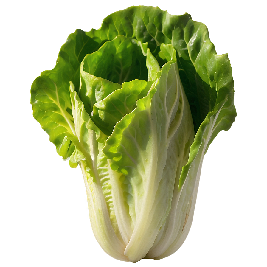 Vibrant Lettuce Png Scj PNG Image