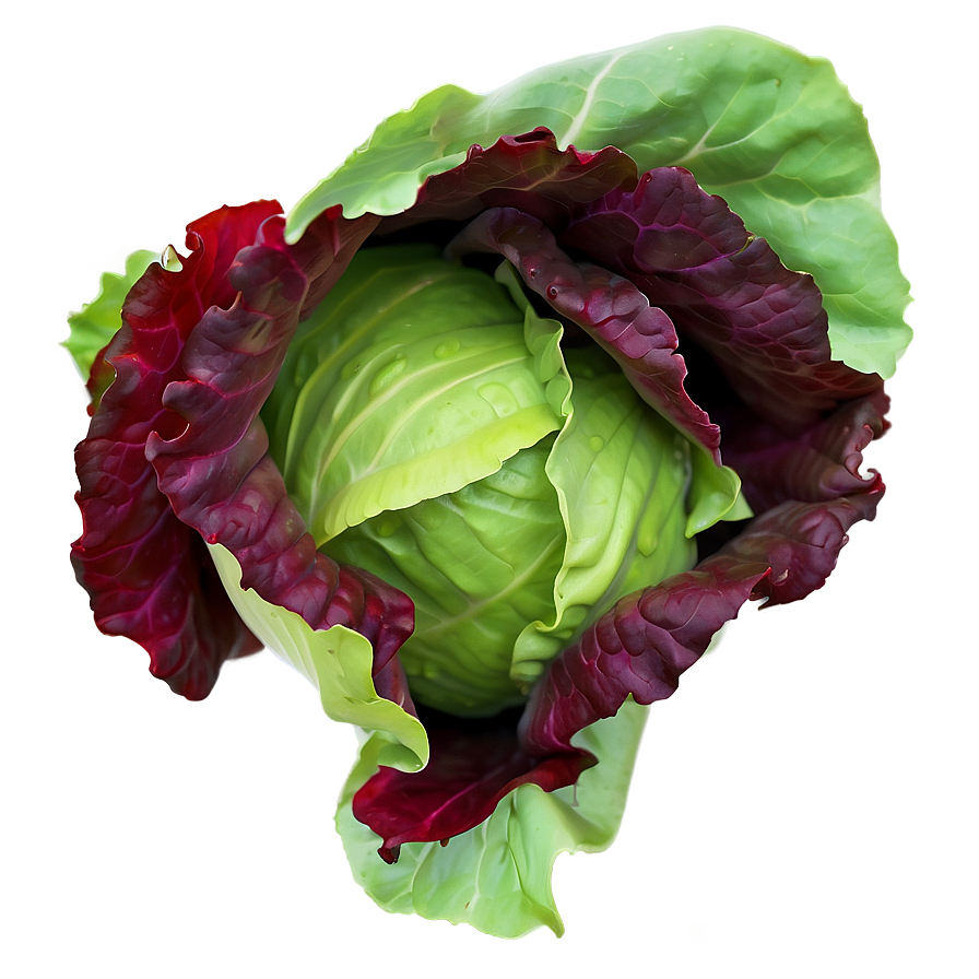 Vibrant Lettuce Png Xby PNG Image