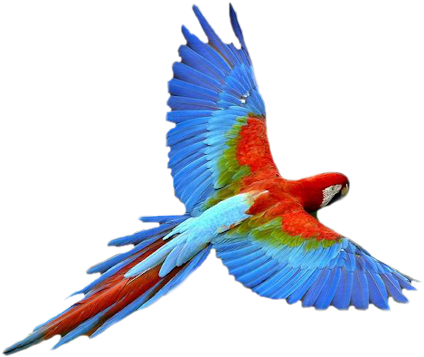 Vibrant_ Macaw_ In_ Flight.png PNG Image