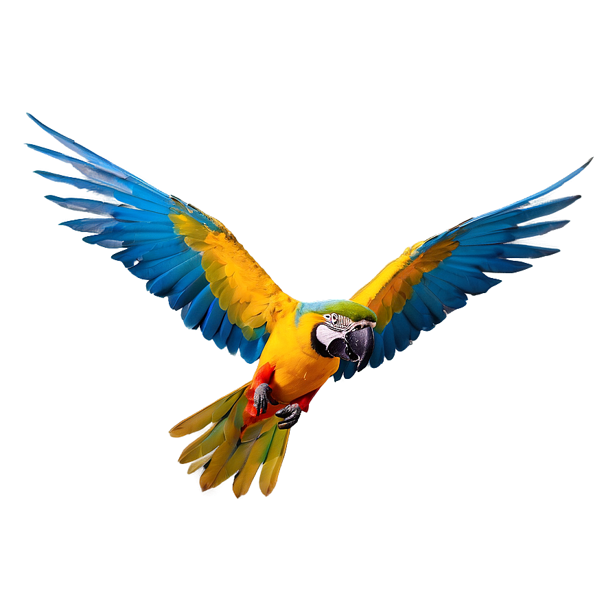 Vibrant Macaw In Flight Png Iqv44 PNG Image