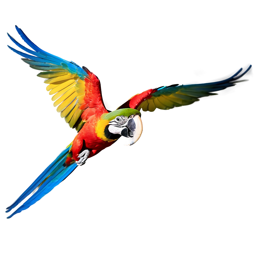 Vibrant Macaw In Flight Png Xmk PNG Image