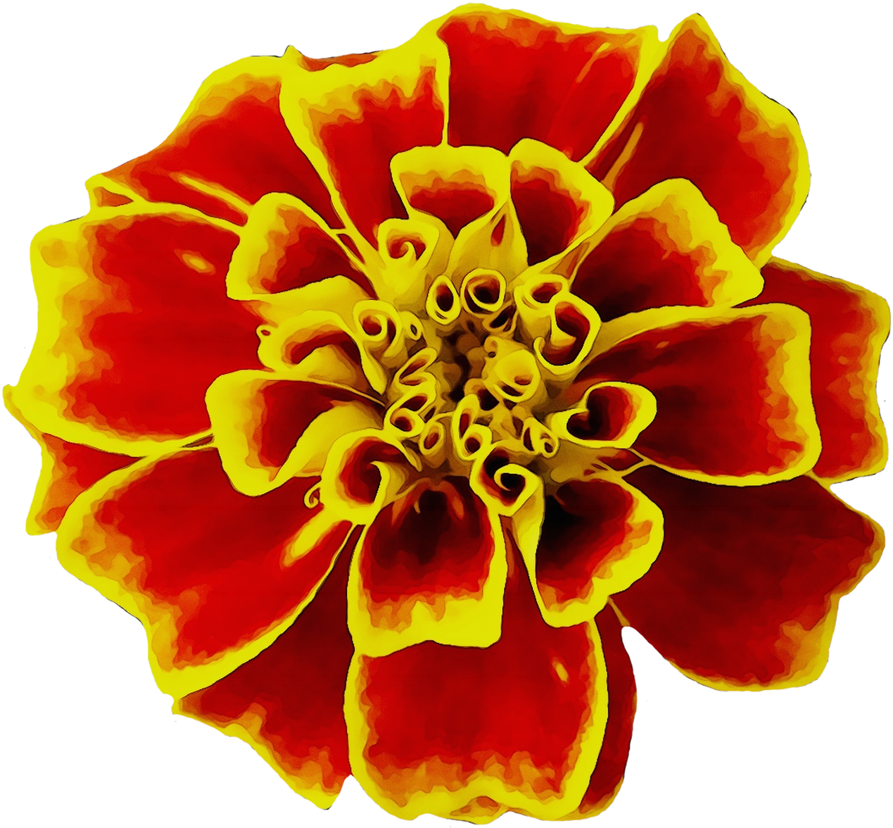 Vibrant Marigold Artwork PNG Image