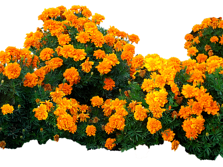 Vibrant_ Marigold_ Blooms PNG Image