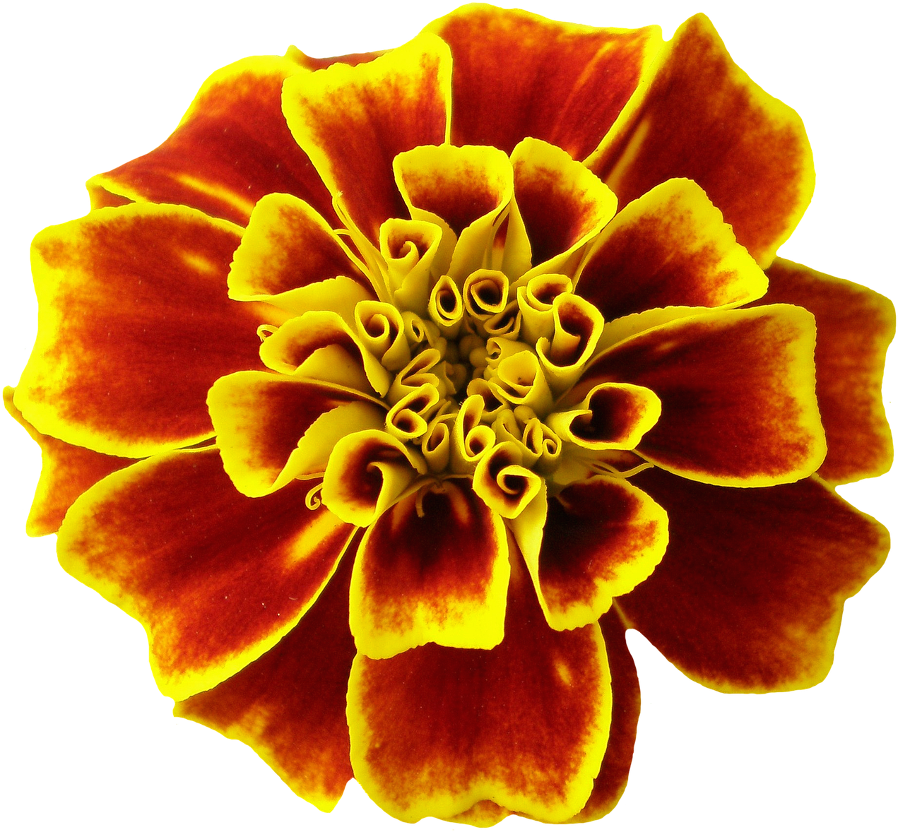 Vibrant Marigold Flower.png PNG Image