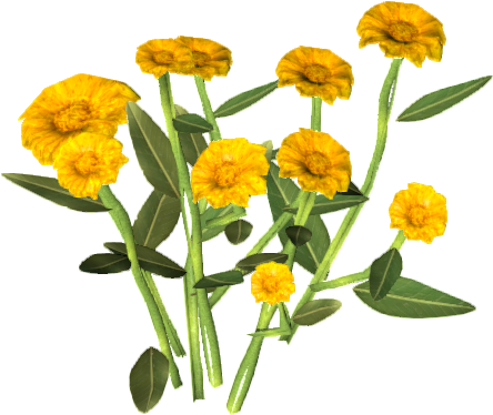 Vibrant Marigold Flowers PNG Image