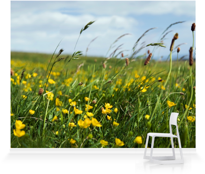 Vibrant Meadow Buttercups PNG Image