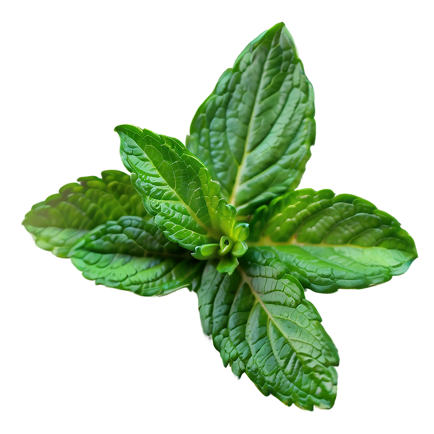 Vibrant Mint Leaves Png Iks PNG Image