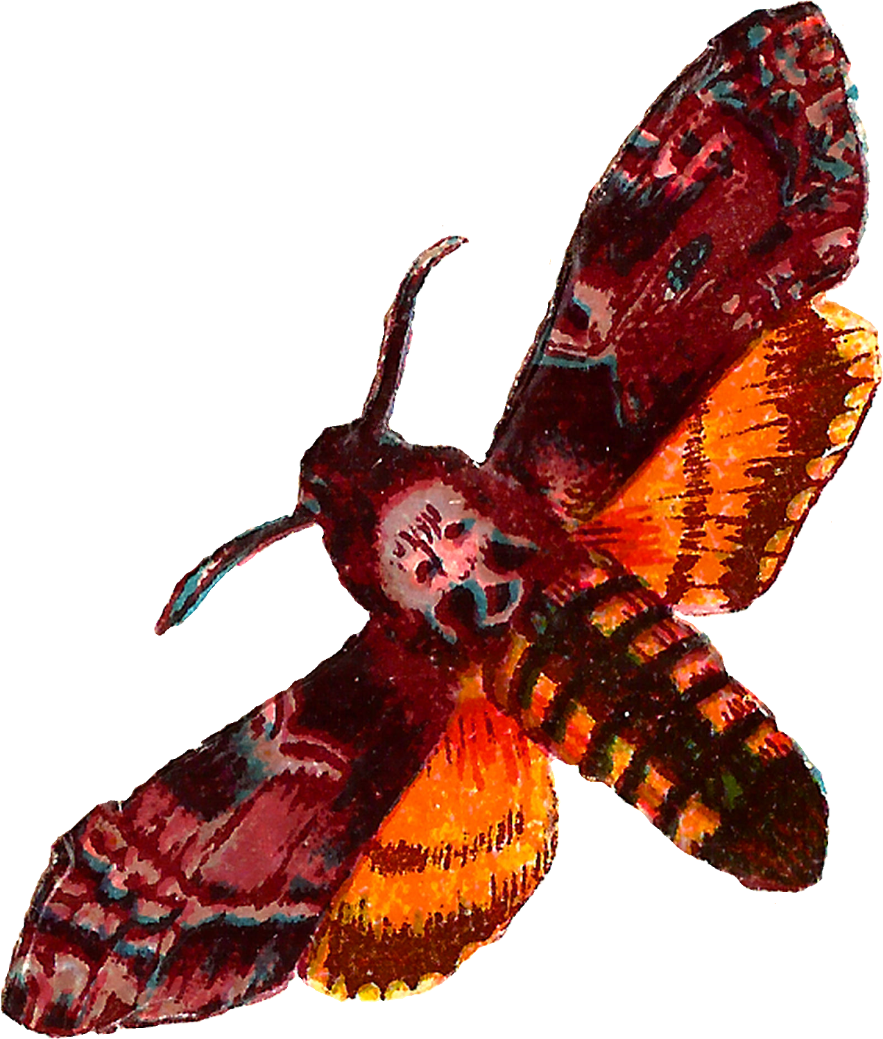 Vibrant_ Moth_ Illustration.png PNG Image