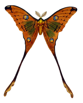 Vibrant Moth Spread Wings PNG Image