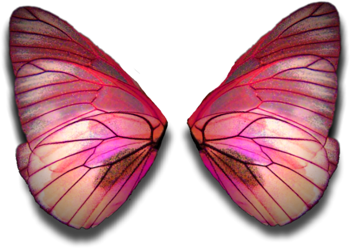 Vibrant Moth Wings PNG Image