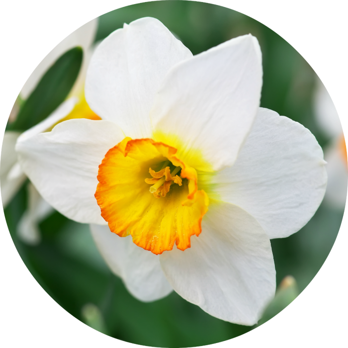 Vibrant Narcissus Flower PNG Image