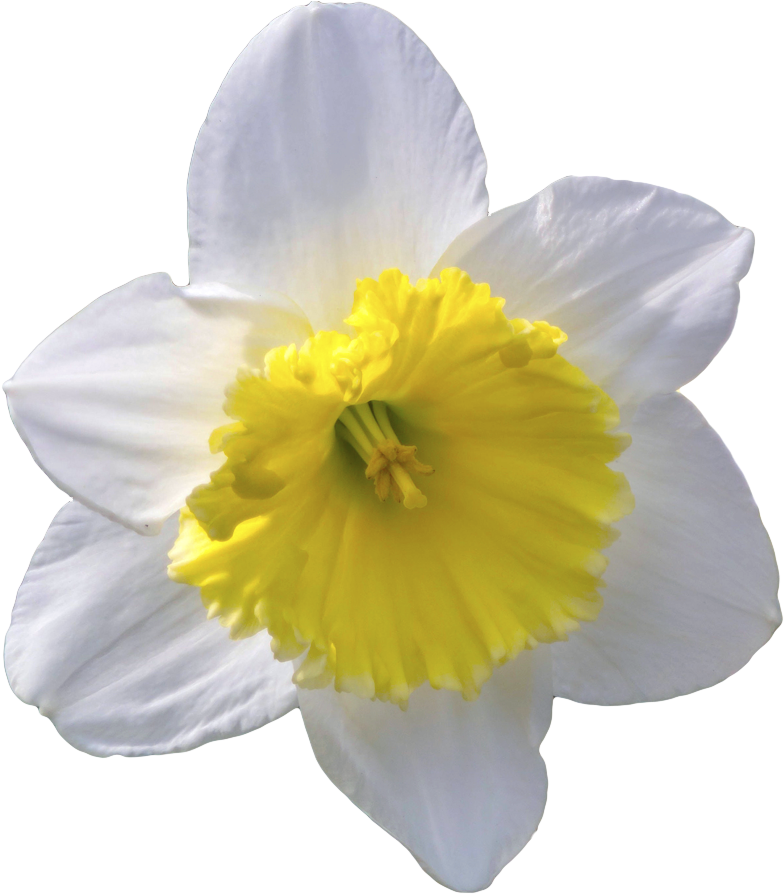 Vibrant Narcissus Flower PNG Image