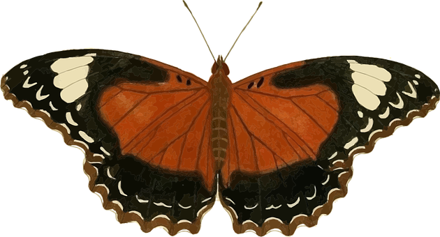 Vibrant_ Orange_ Butterfly_ Black_ Background PNG Image