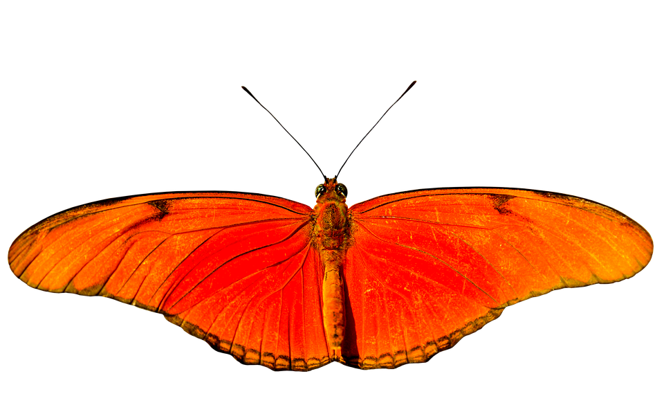 Vibrant_ Orange_ Butterfly_ Spread_ Wings.png PNG Image