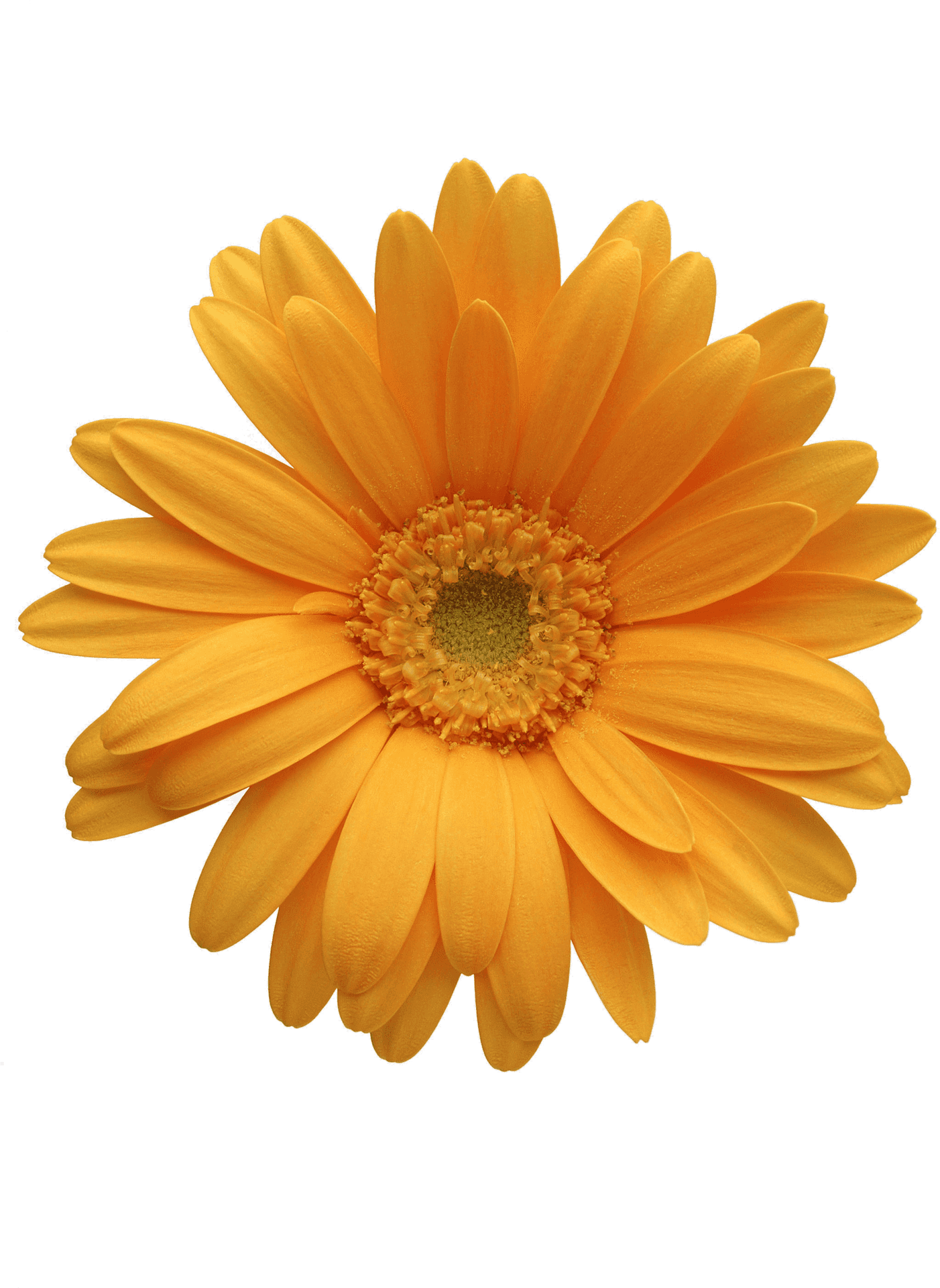 Vibrant Orange Chrysanthemum Flower PNG Image